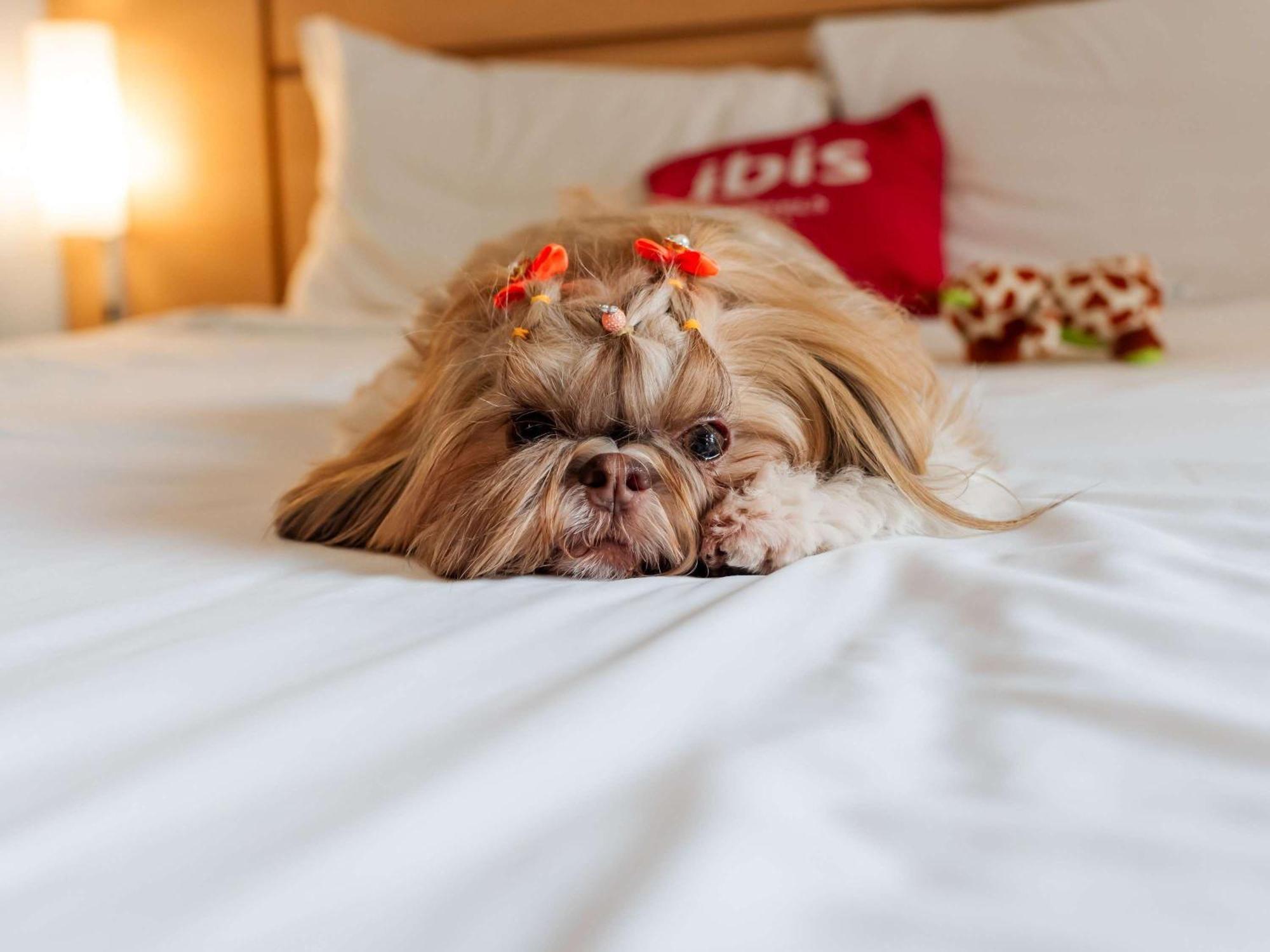 Ibis Joinville Zewnętrze zdjęcie